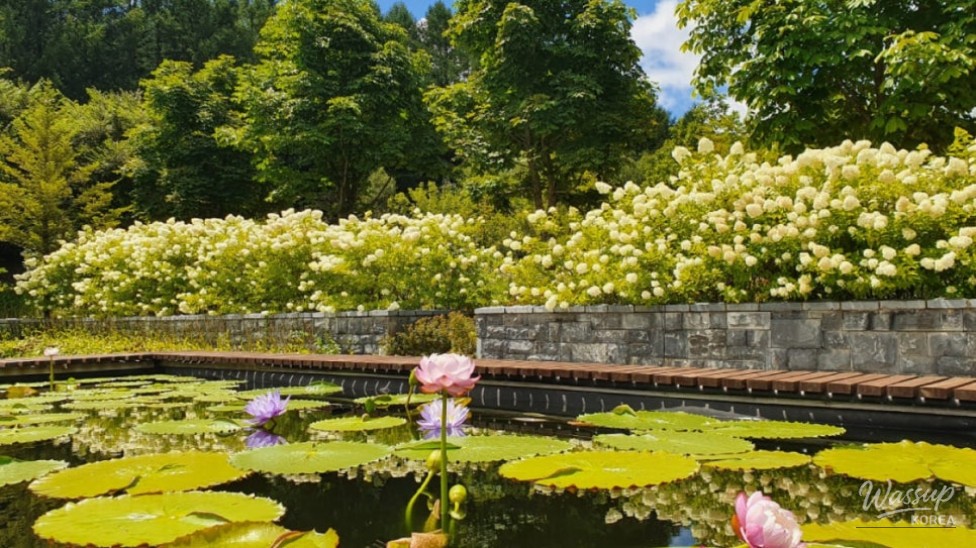 Discovering the National Baekdudaegan Arboretum: A Summer Retreat in Nature_03