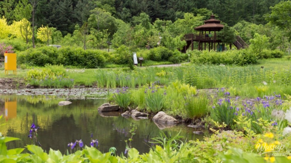 Discovering the National Baekdudaegan Arboretum: A Summer Retreat in Nature_04