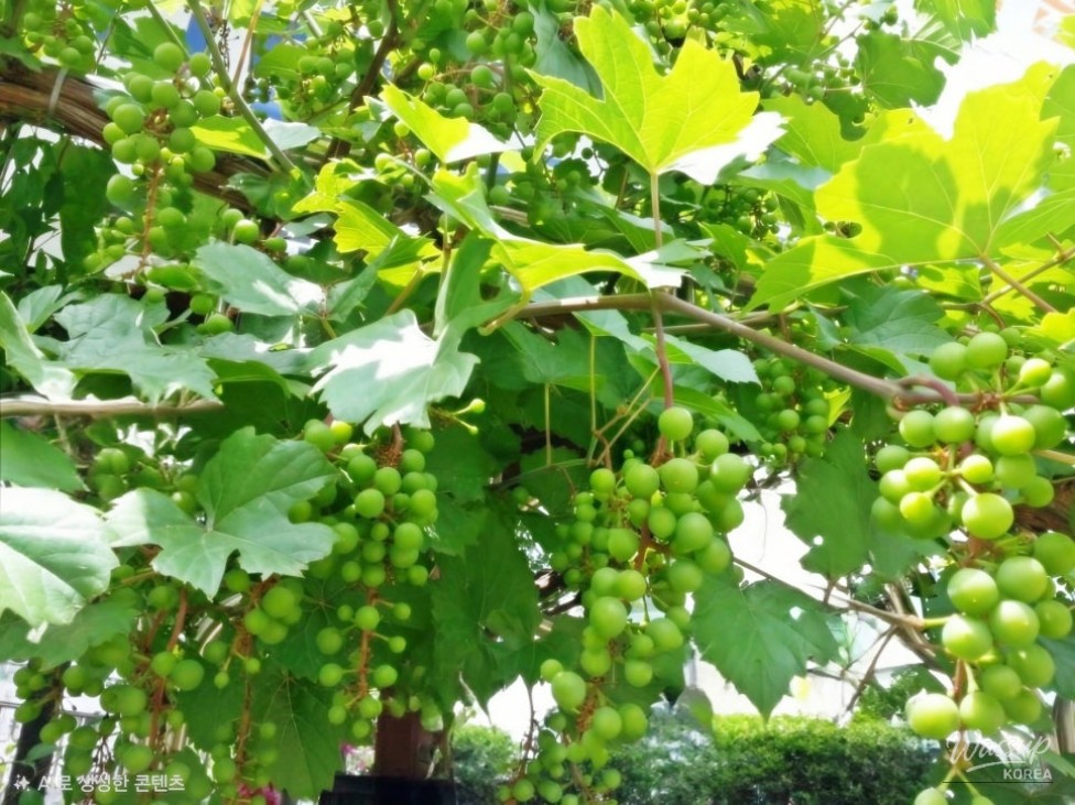 Discover Local Wonders: Weekend Trips in Gyeonggi Province_08