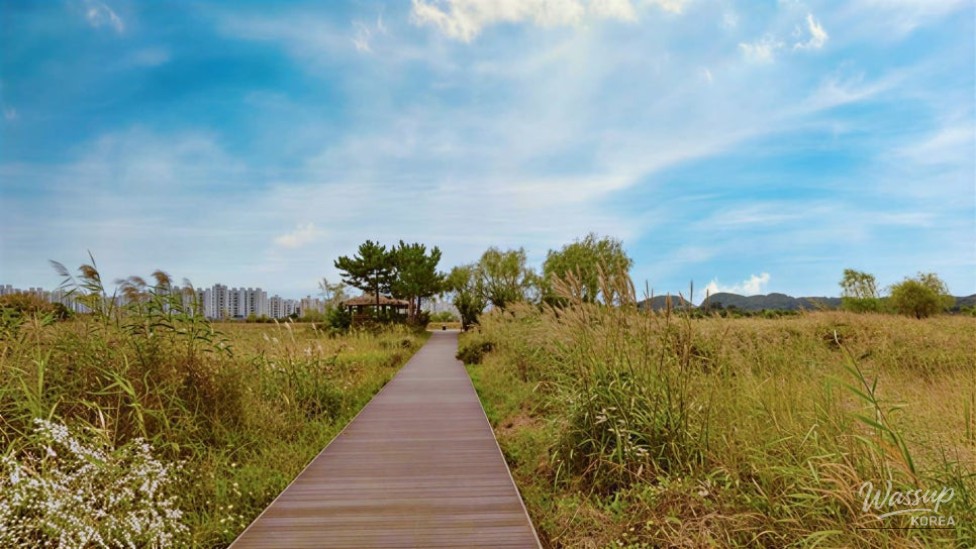 Explore the Incheon Sora Wetland Ecological Park: A Hidden Gem_04