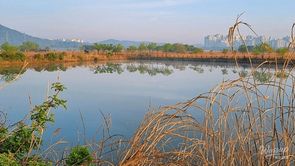 Explore the Incheon Sora Wetland Ecological Park: A Hidden Gem_02