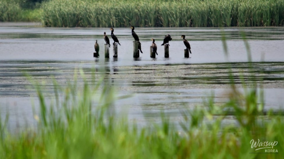 Discovering the Beauty of Gyeongpo Gasi Wetland_02