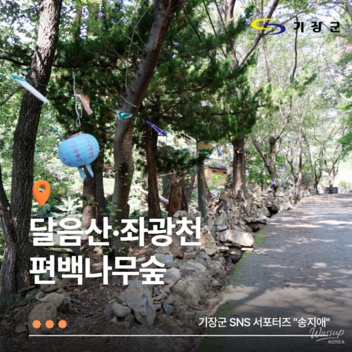 Exploring the Healing Power of Cypress Forests in Gijang