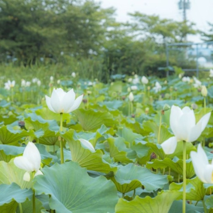 Summer Lotus Scenery in Gumi City
