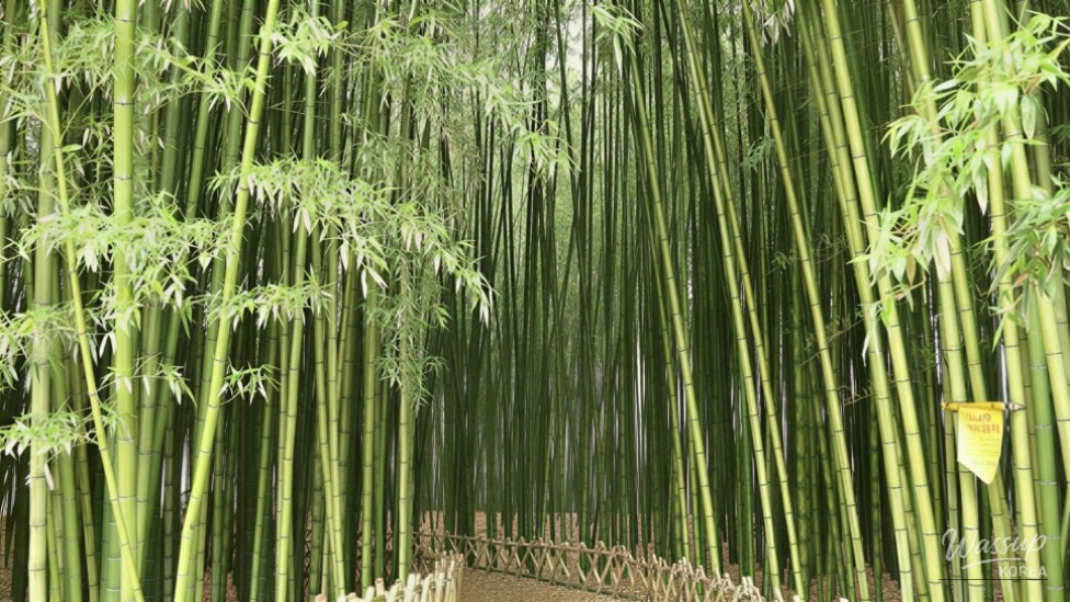 Exploring Ulsan's Taehwa River National Garden: A Summer Oasis_04