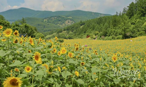 Exploring Ulsan's Taehwa River National Garden: A Summer Oasis_06