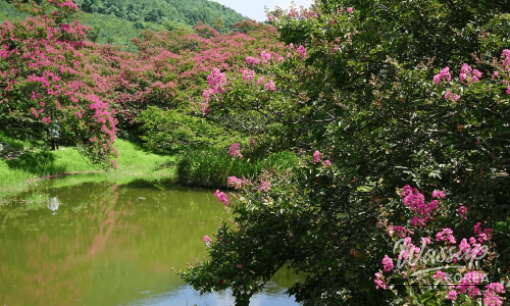 Exploring the Summer Charm of Suseong Lake in Daegu_07