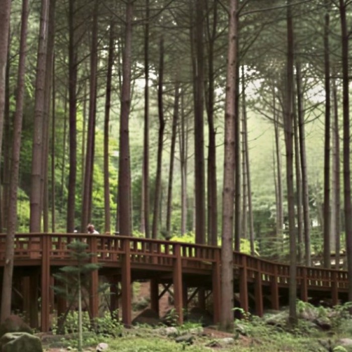 Affordable Summer Retreat at San-eum Nature Recreation Forest5160