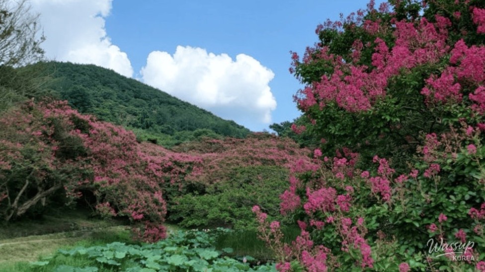 Exploring the Beauty of Myeongokheon Garden in Damyang_02