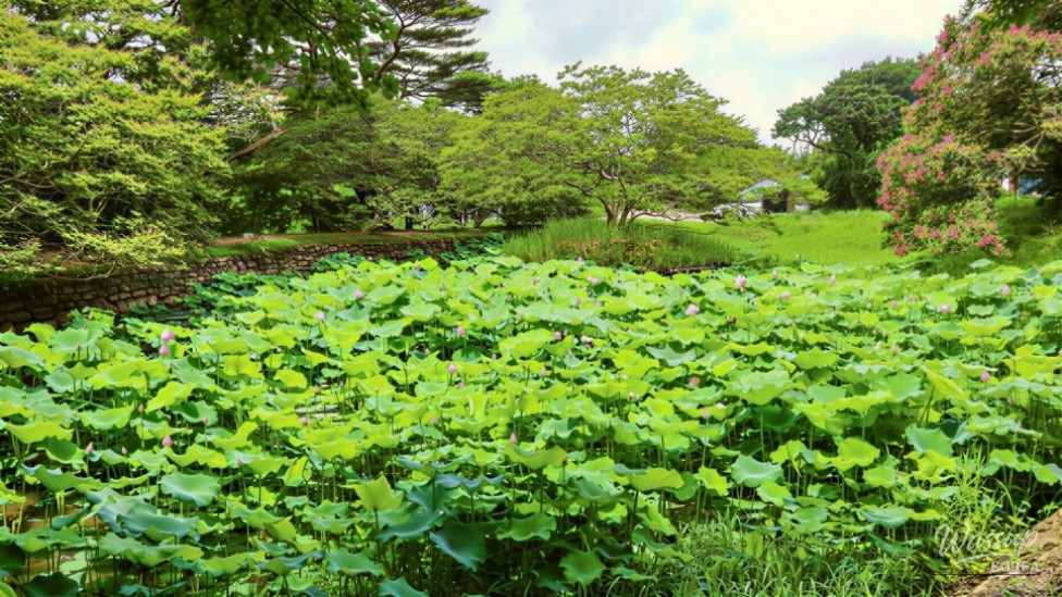 Exploring the Beauty of Myeongokheon Garden in Damyang_04