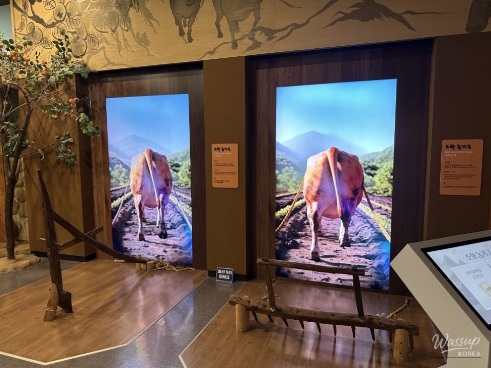 Explore the Cheongdo Bullfighting Media Experience Center_05
