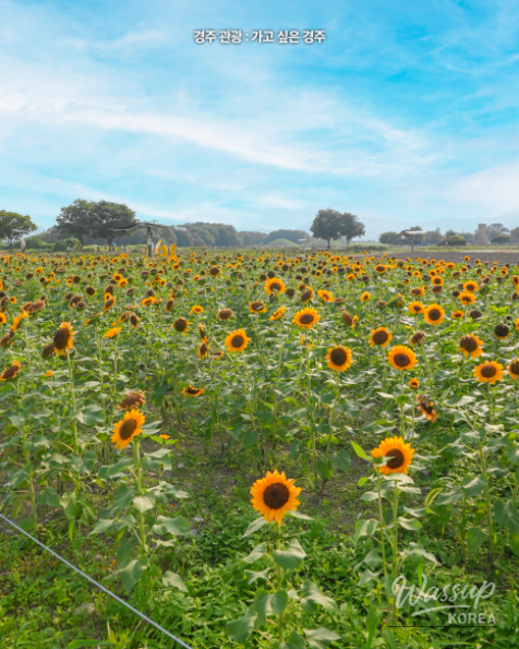 Discover the Beauty of Fall in Gyeongju_04
