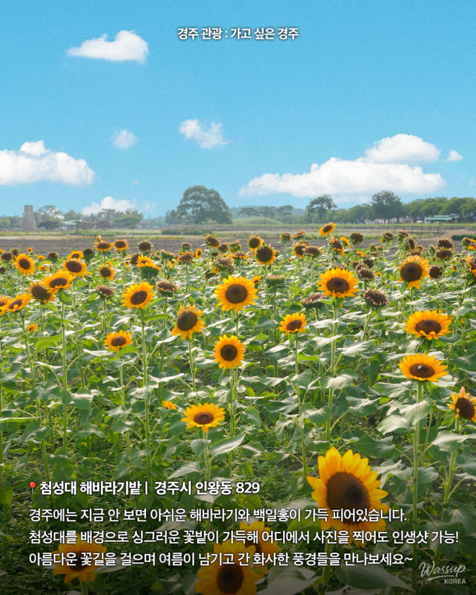Discover the Beauty of Fall in Gyeongju_02