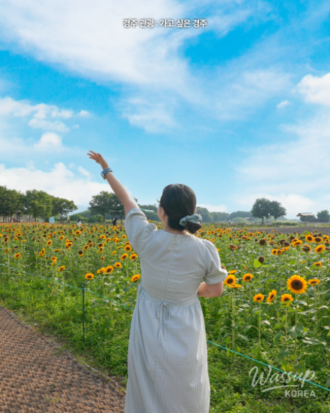 Discover the Beauty of Fall in Gyeongju_03