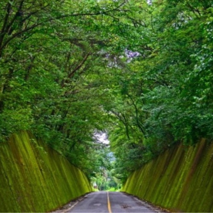 Discover the Cool Charms of Danyang in August5176