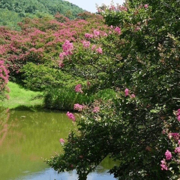 Exploring the Beauty of Myeongokheon Garden in Damyang5175