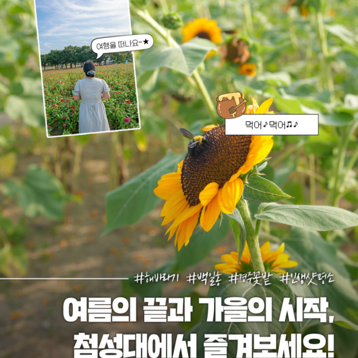 Discover the Beauty of Fall in Gyeongju5171