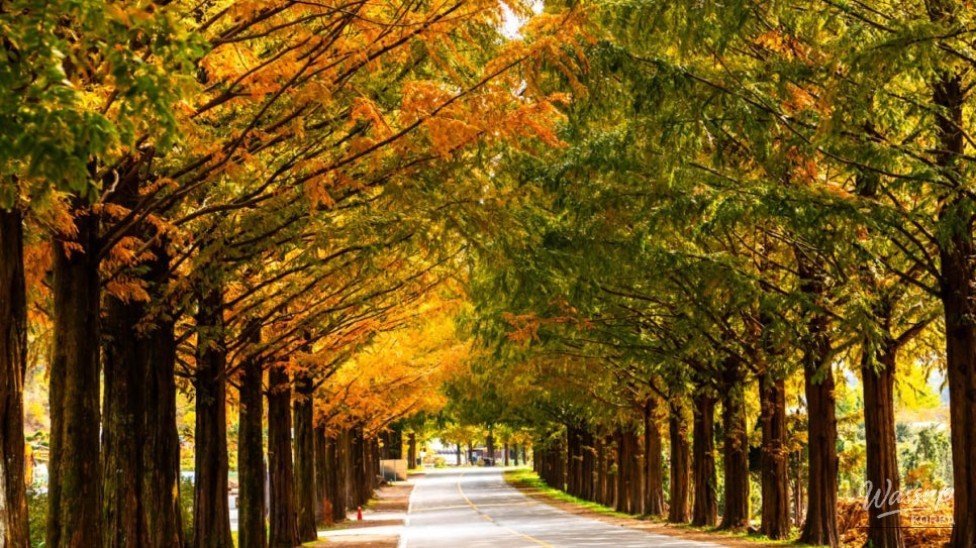 Exploring the Scenic Metasequoia Road in Jinan, South Korea_01