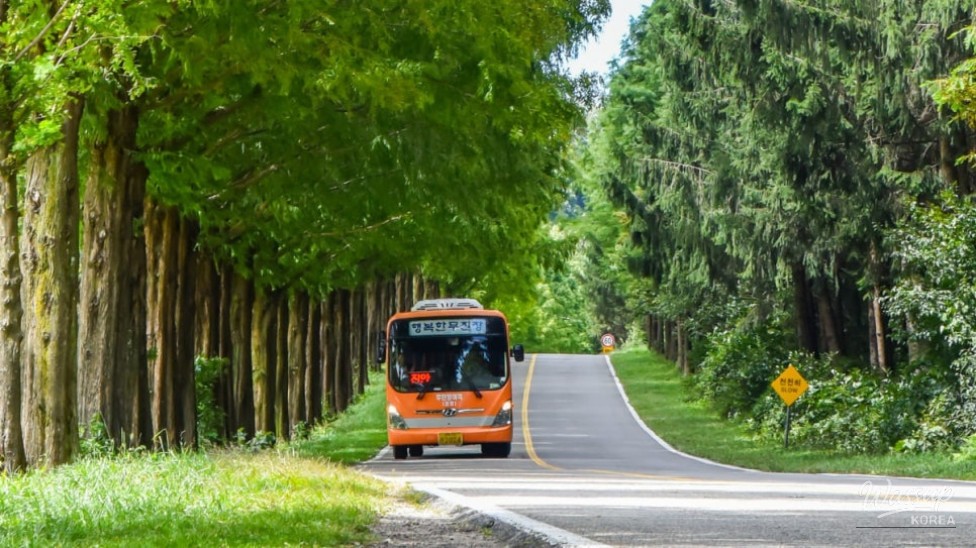 Exploring the Scenic Metasequoia Road in Jinan, South Korea_03
