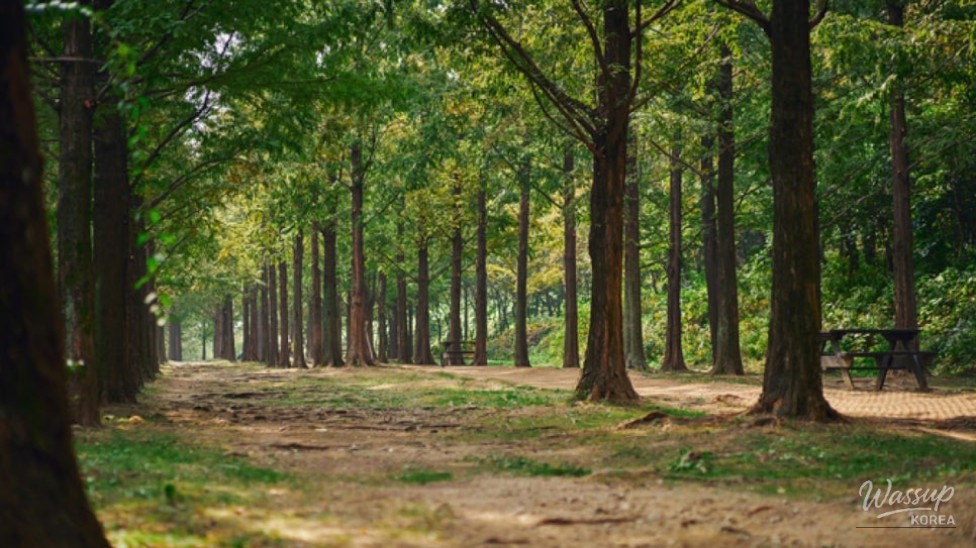 Exploring the Scenic Metasequoia Road in Jinan, South Korea_05