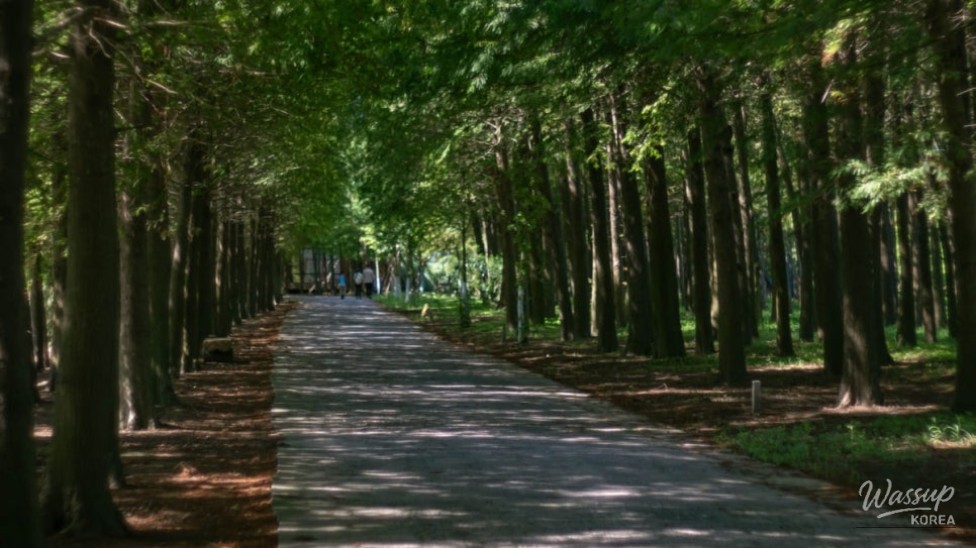 Exploring the Scenic Metasequoia Road in Jinan, South Korea_02