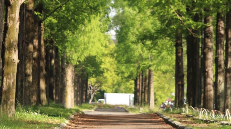 Exploring the Scenic Metasequoia Road in Jinan, South Korea_04