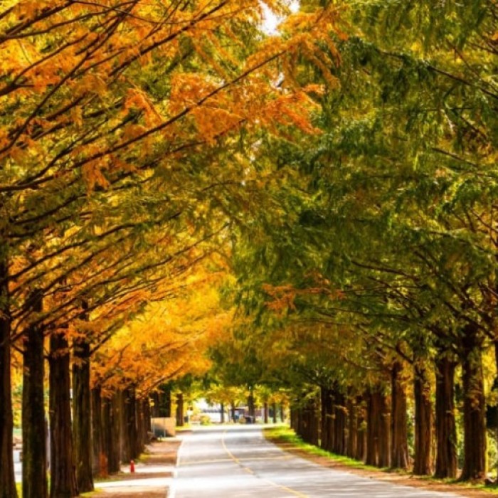Exploring the Scenic Metasequoia Road in Jinan, South Korea5185