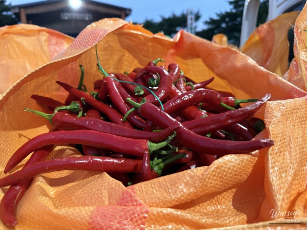 Exploring the Unique Red Pepper Market in Goesan_15