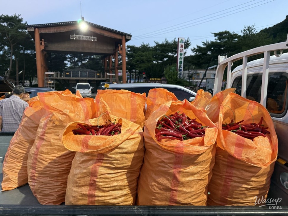 Exploring the Unique Red Pepper Market in Goesan_18