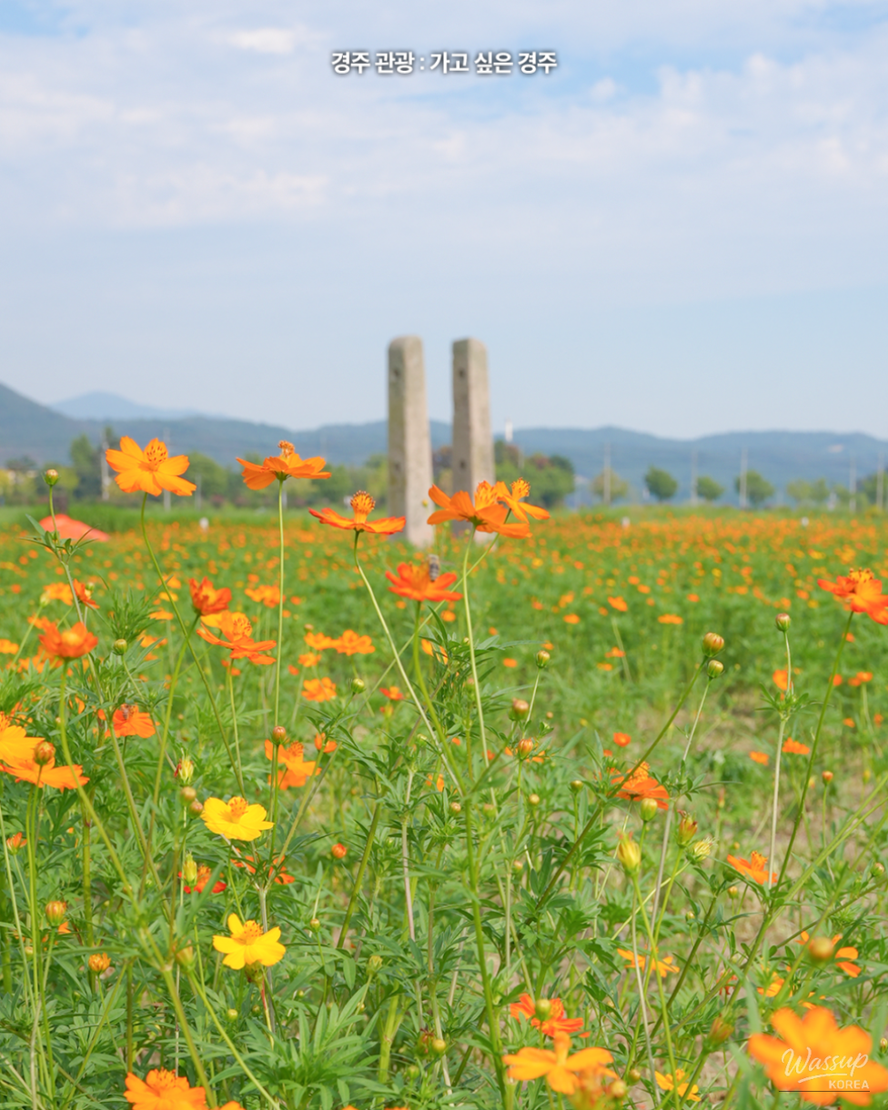 Experience the Autumn Beauty of Gyeongju_03