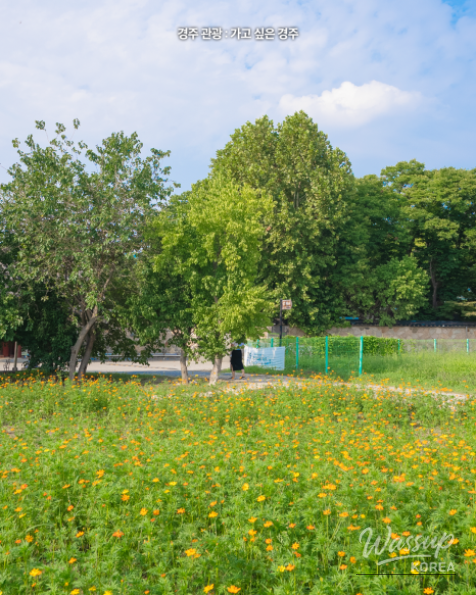 Experience the Autumn Beauty of Gyeongju_06