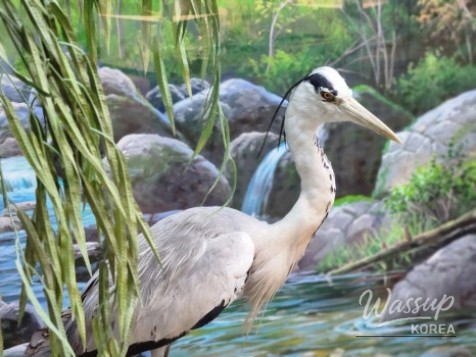 Exploring the Ecological Story of Anyangcheon_03