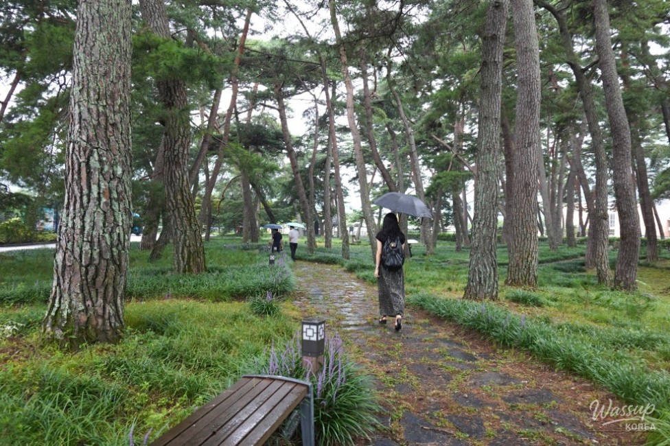 Exploring the Scenic Sangju Mackmundo Pine Forest_05