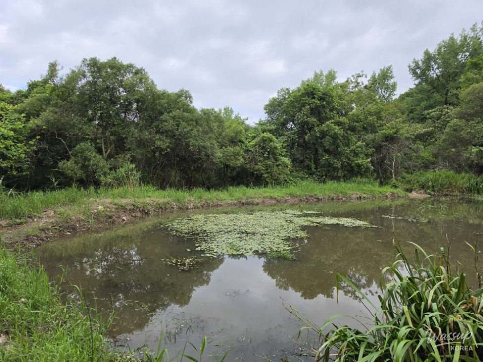 Exploring the Green Wetlands: A Journey through Gochang Ungok Wetland Ecological Trail_24