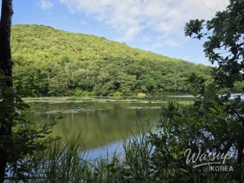 Exploring the Green Wetlands: A Journey through Gochang Ungok Wetland Ecological Trail_28