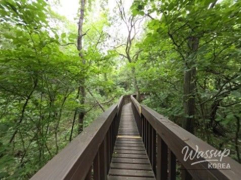Exploring the Green Wetlands: A Journey through Gochang Ungok Wetland Ecological Trail_11