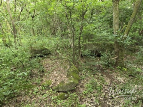 Exploring the Green Wetlands: A Journey through Gochang Ungok Wetland Ecological Trail_18