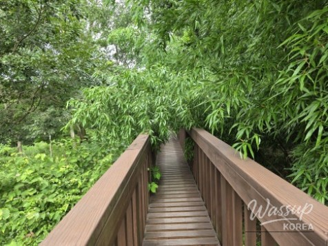 Exploring the Green Wetlands: A Journey through Gochang Ungok Wetland Ecological Trail_20