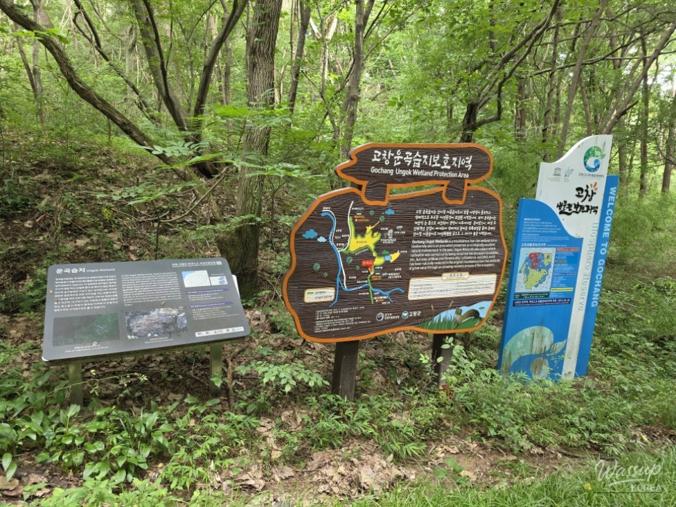 Exploring the Green Wetlands: A Journey through Gochang Ungok Wetland Ecological Trail_08
