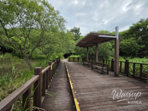 Exploring the Green Wetlands: A Journey through Gochang Ungok Wetland Ecological Trail_25