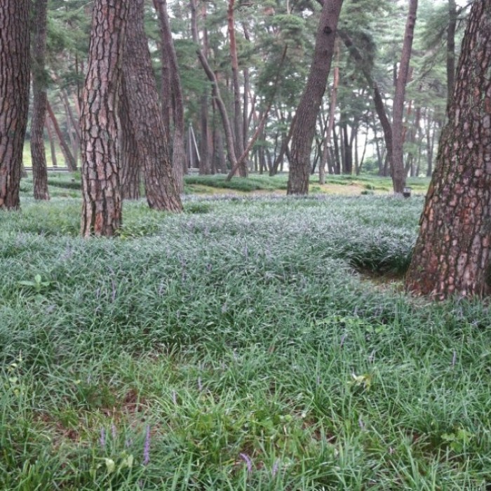 Exploring the Scenic Sangju Mackmundo Pine Forest