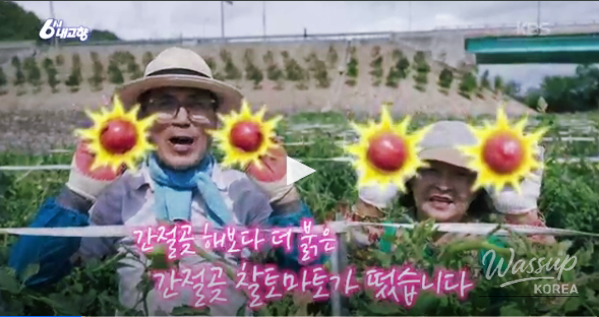The Red Summer of Ganjeolgot Tomatoes_02