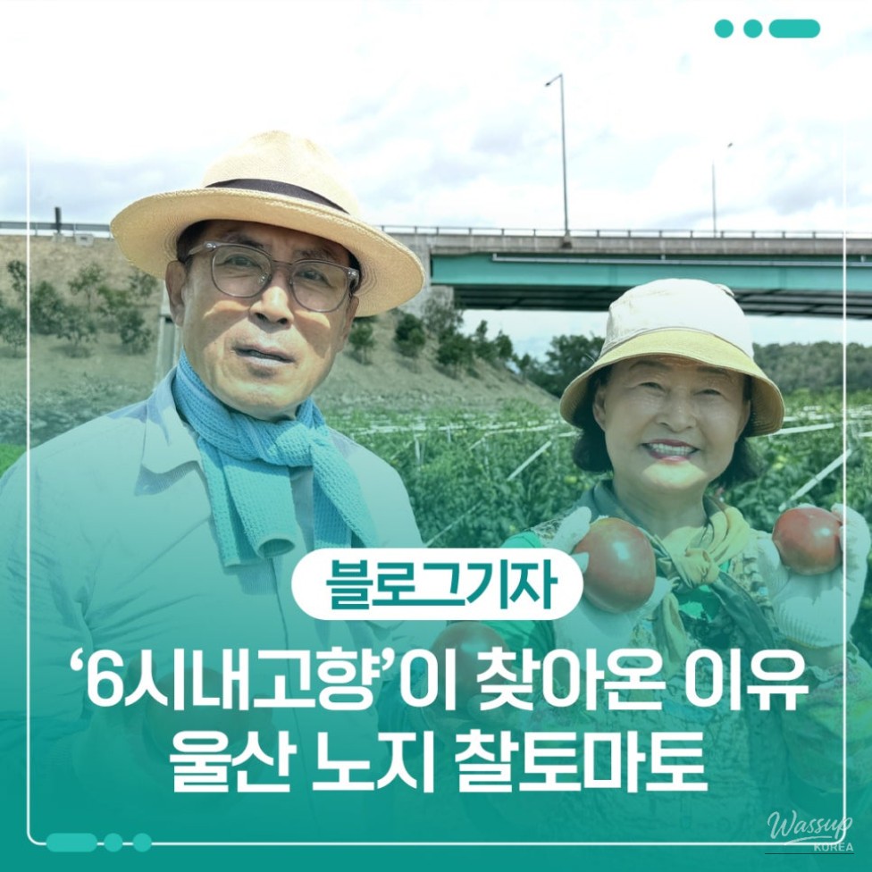 The Red Summer of Ganjeolgot Tomatoes_01