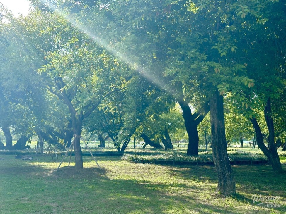 Exploring the Serene Beauty of Seongju Gyeongsan-ri Forest_03