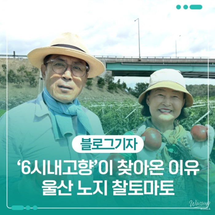 The Red Summer of Ganjeolgot Tomatoes