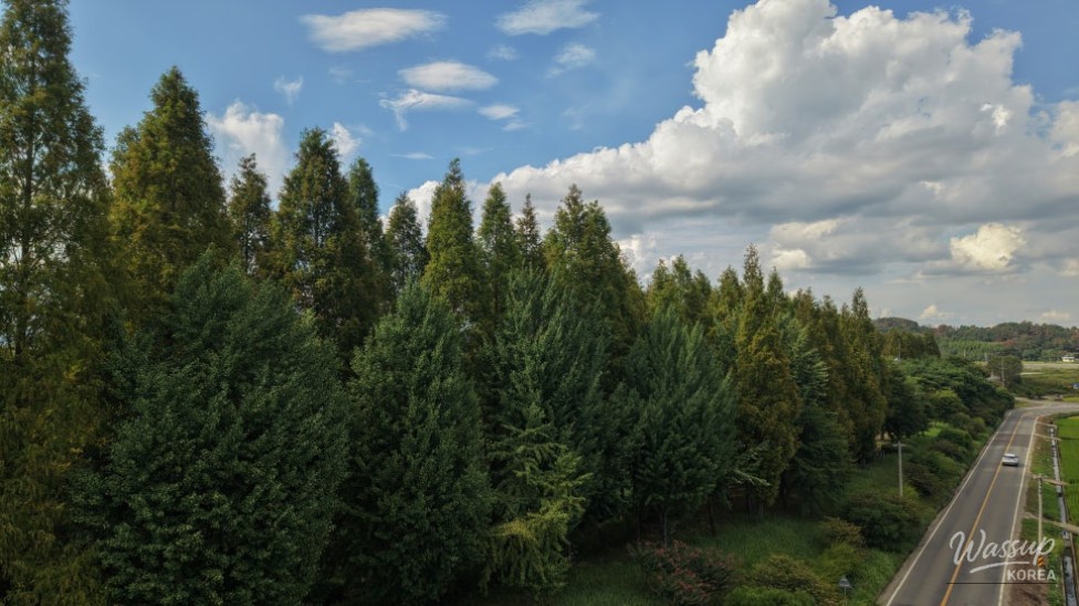 Exploring the Metasequoia Road in Hampyeong_03