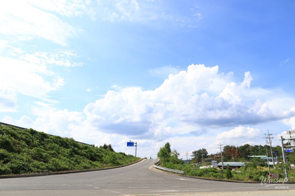 Exploring the Metasequoia Road in Hampyeong_04