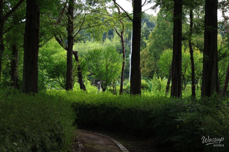 Exploring the Metasequoia Road in Hampyeong_08