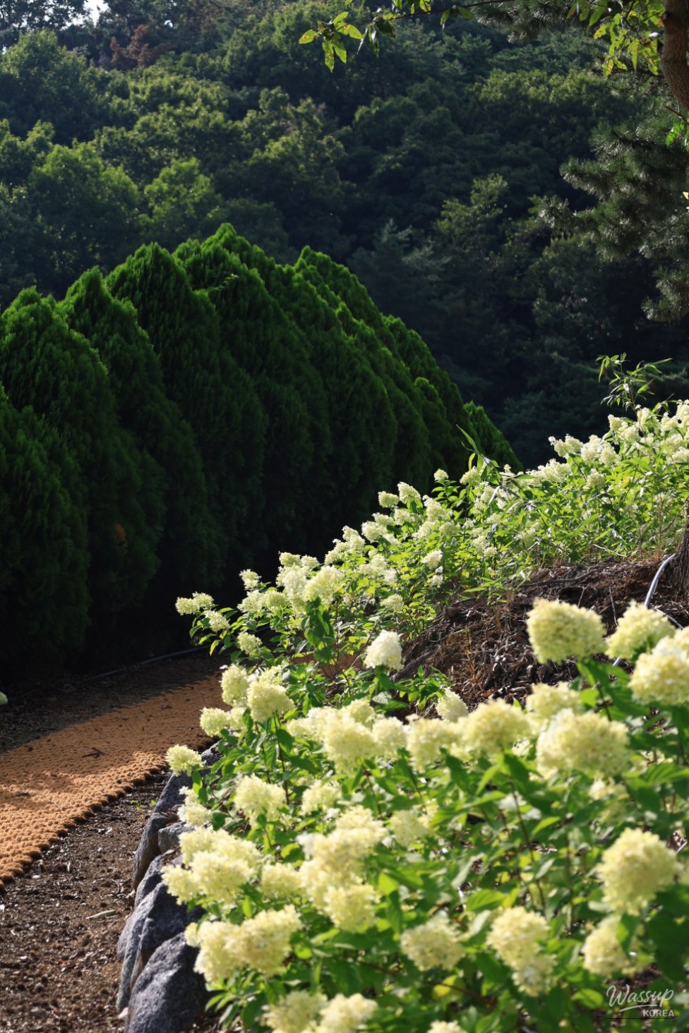 Exploring the Metasequoia Road in Hampyeong_10