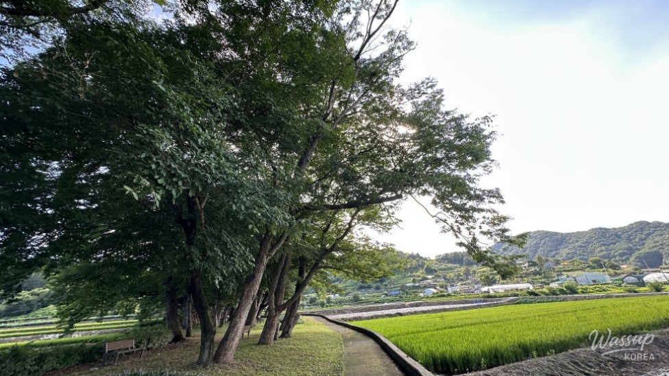 Exploring the Neutinamu Village Forest in Geosan_04